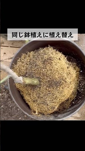カーメンくんが今がレモンの植え替えと剪定の時期と言っていたから早速実践！#レモン#植え替え#剪定#3月#カーメンくん#ガーデニング#園芸