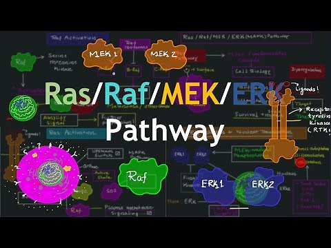 Ras/Raf/MEK/ERK (MAPK) Pathway Explained | Basic Science Series