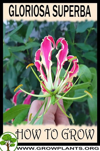 Gloriosa superba - How to grow & care