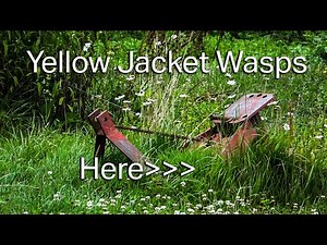 How To Kill Wasps With Dish Soap Instead of Commercial Insecticides. Slower, BUT, SAFER.
