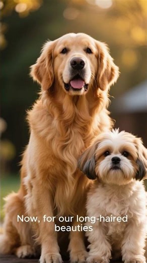 How Often Should You Bathe Your Dog? | Dog Grooming Tips #Shorts #DogTips