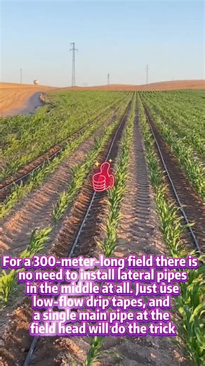 For a 300-meter-long field, there is no need to install lateral pipes in the middle at all#irrigationsystem #dripirrigationsystem #driptape #driptap #dripirrigationsystem #pepipeline