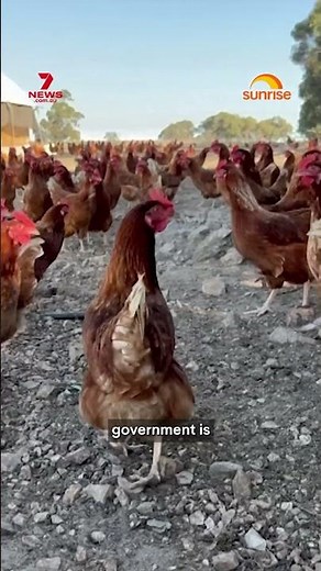 Second bird tests positive to avian flu | 7NEWS