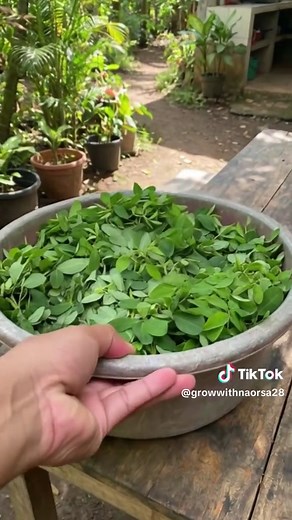 Discover the Wonders of Loroco: A Unique Edible Plant