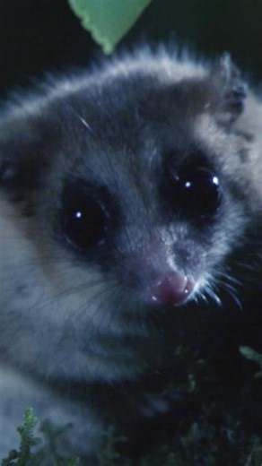 Not a mouse. Not a monkey. This tiny marsupial is more closely related to kangaroos than any animal in Chile. | National Geographic Animals