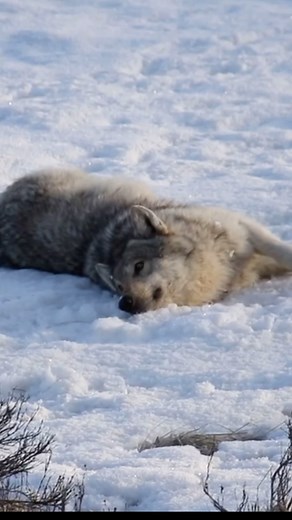 Canines being canines 🐺 If you spend enough time around wolves, it’s harder and harder to sympathize with claims that these animals are “vicious” or “evil” or “wowletshunteverylastoneofthemyeehaw” however, it’s important to have dialogue with people that oppose your viewpoints. Seeking middle ground (where middle ground can be found) is vital! Enjoy this playful behavior from my favorite wolf in the park! #wolf #wolves #yellowstonenationalpark #yellowstone #wyoming #wyomingmoment #nationalparkg