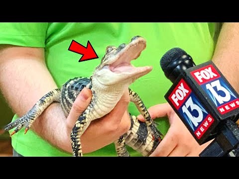 Best Animal Videos Ever (Part 2)