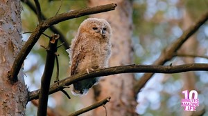 Tawny owl chick observes forest before nightfall