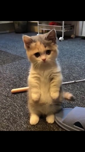 Fluffy Kitten Playing and Exploring