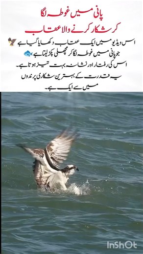 Diving hunter eagle 😲 #Eagle #Fishing #Wildlife #AnimalWorld #viralshort #ytshorts #viral #yt
