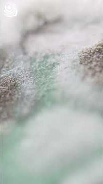 Alexander Fleming ve Penisilin'in Keşfi