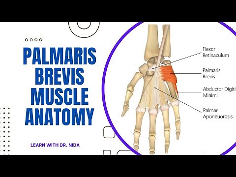 Palmaris Brevis Muscle Anatomy | Anatomy Lecture Series