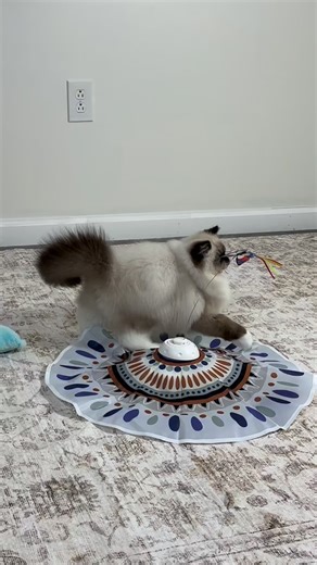 New Years Eve Party… Ragdoll style!!! ❤️🎉🎉🎉 There are some updates on our site that you so won’t want to miss!!!! 🥰#ragdollkitten #ragdoll #ragdollbreeder #emotionalsupportanimal #ragdollkittensofohio | Kings Kitties Ragdoll Cats & Kittens of Ohio