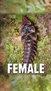 The Trilobite Beetle:A Living Relic Hidden in the Rainforest #amazinganimals #animalfacts