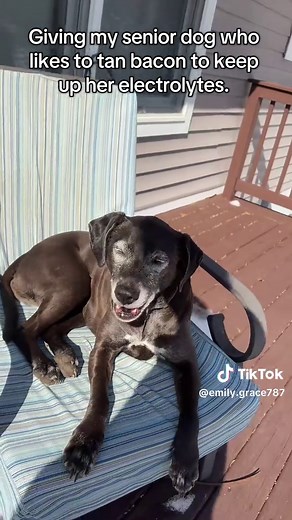 Caring for Your Senior Dog: Tips for Health and Happiness