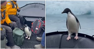 Penguin Escapes Hungry Seal And Hitches Ride On Tour Boat
