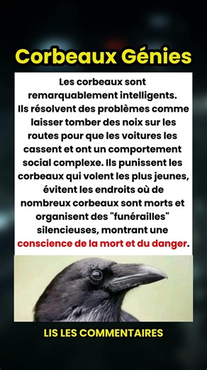 Ils Tiennent des Funérailles et Utilisent les Voitures comme Outils ! 🐦🧠