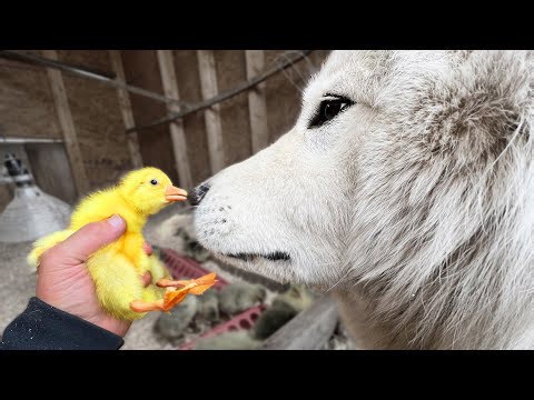 Adventures in gosling hatching from start to finish
