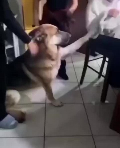 German shepherd on Instagram: "Someone is too excited 殺 - Credit: @whiskey_germanshep"