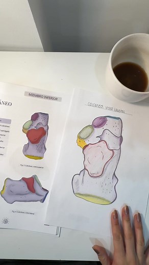 Aprendiendo sobre los huesos del cuerpo humano a través del dibujo de anatomía