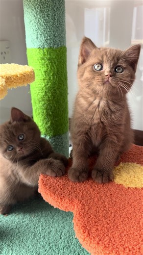 Look 👀 arnt they adorable? 🥹 #fouryou #fyp #cinnamonbritishshorthair #kittensoftiktok #cats