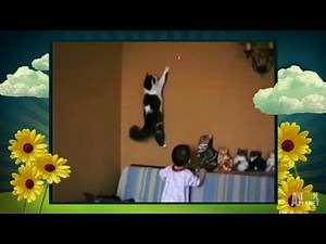 Super Cat Climbs Walls | America's Cutest Pet