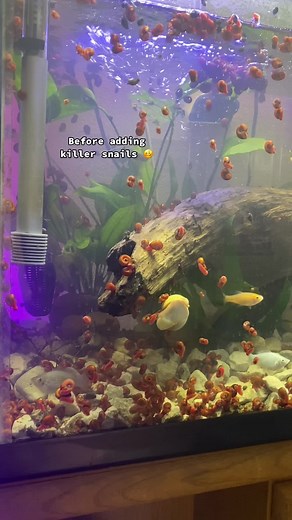 Its been about 3 weeks since adding the assassin snails to the tank and Im noticing less pink snails and cleaner water :) #ReadySetLift #petsnail #GenshinImpact34 #snailtank #snailtok🐌 #snails #assassinsnail #ramshornsnail
