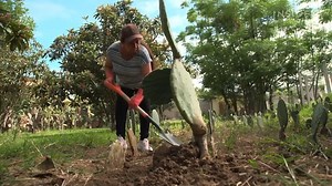 418K views · 6.2K reactions | Here is Why Tiny Cactus Bugs In Red Food Dye Are A $35 Billion Industry | Business Insider Africa | Facebook