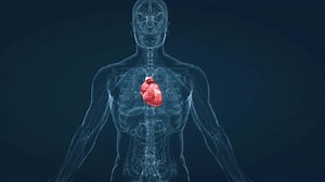 3d Animation Displaying Beating Human Heart 库存影片视频（100% 免版税）3734693437 | Shutterstock