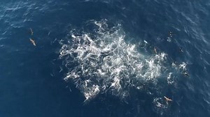 Check out this bait ball we came across while filming up in Yeppoon with Hooked Fishing Charters! 😱 | Creek to Coast
