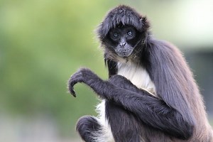 Spider monkeys encouraged to consummate renovated home