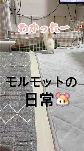 【モルモット多頭飼い】コミカルver.