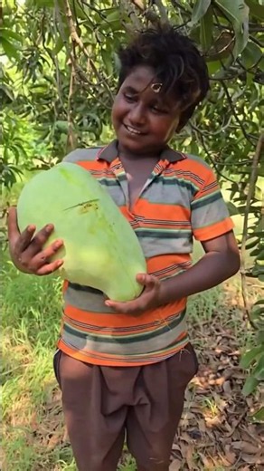 How can so many mangoes grow on a small tree? 😱