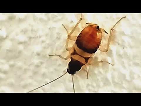 Explore Nature Now Nature Documentary Explore Nature Now Cockroach Cucaracha Blattodea