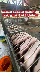 8.6K views · 72 reactions | Sekreto ng making kita sa baboyan ang PELLET MACHINE mga kasaka! Sa pag gawa mo ng sarili mong feeds, tiyak na malaki ang savings dahil halos lahat ng ingredients at libre lang at nahihingi!!! Madali lang gumawa ng feeds! May feed formulation guide kaming ibinibigay! | ABA10 AgriBiz | Facebook