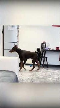 Anjing Setia Penyelamat Nyawa 🐶❤️