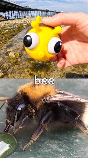 Bug Insect Names for Kids to Learn by the Pier: Bee Fly Jewel Beetle Firefly Butterfly