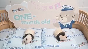 39K views · 911 reactions | //見到一對小寶寶變得毛茸茸，更加可愛！// 【長大成熊】港產大熊貓龍鳳胎滿月...