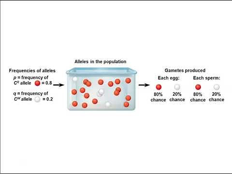 Chapter 23: The Evolution of Populations