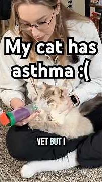 My cat has asthma part 2 Q.A