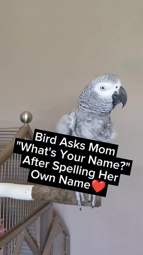 Bird Asks "What's Your Name?"❤️ #birds #animal #pet #funnyanimals #funny #fyp #facebookreels #love #cute #parrot | cosmothefunnyparrot