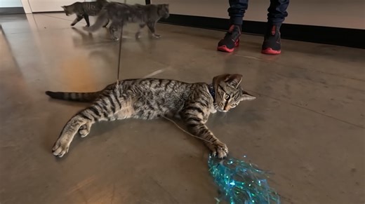 Go inside Mid-South’s first cat cafe in Southaven