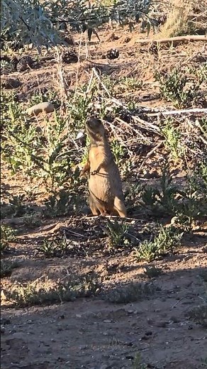 Prairie Dog animals, Rocky mountains colorado they build house in underground with 3 rooms, Wildlife