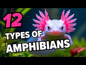 12 Amazing Examples of Amphibians Around the World