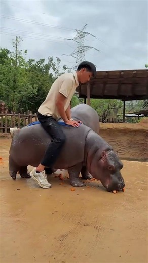 Zookeeper Casually Rides on Top of a Real Hippo #Hippo