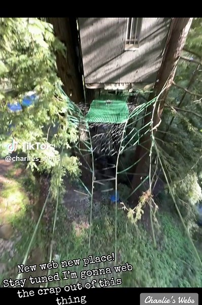 Transforming a Treehouse with Creative Web Designs