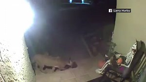 SPOOKY SIGHTING: A curious mountain lion had an encounter with some Halloween decorations outside of a Morgan Hill home. https://abc7ne.ws/31QX1k8 | ABC7 News
