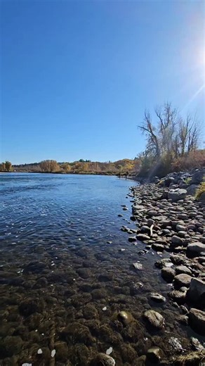 Good times swinging streamers in the #bowriver with @fishy_intentions 🤟 #flyfishing #reels #fyp #wildangles | Wild Angles TV