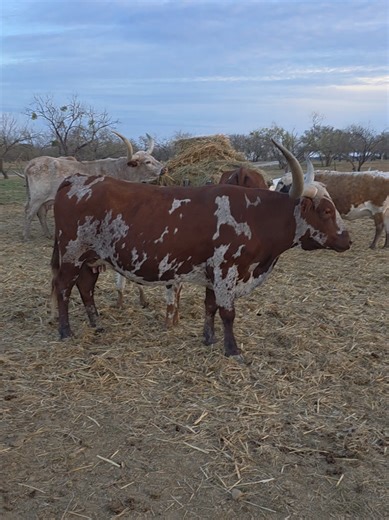 $1 Million of amazing #texaslonghorns #whitlocklonghorns featuring the Champion #cow HR REBEL BANG
