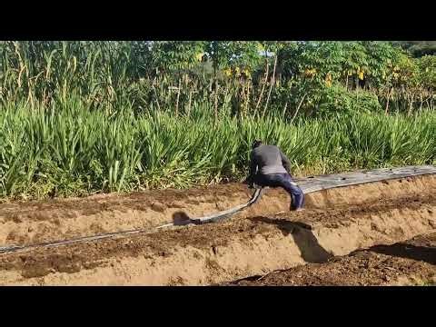 UNBELIEVABLE METHOD! PERFECT MULCH INSTALLATION IN MINUTES!-agriculture farming